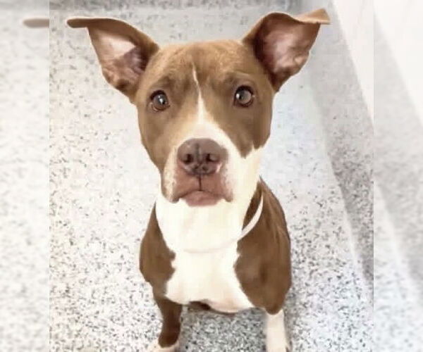 Medium Photo #3 American Pit Bull Terrier-Unknown Mix Puppy For Sale in Houston, TX, USA