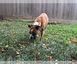 Small #2 Boxer