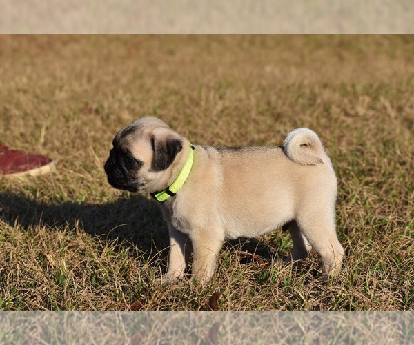 Medium Photo #3 Pug Puppy For Sale in PALM COAST, FL, USA