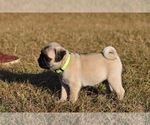 Small #2 Pug