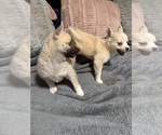 Small Photo #35 Pomsky Puppy For Sale in LOVELAND, CO, USA