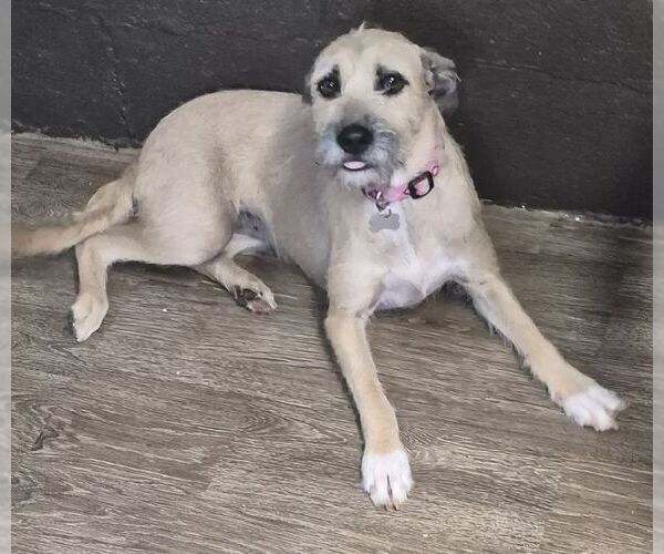Medium Photo #1 Border Terrier-Unknown Mix Puppy For Sale in Carrollton, TX, USA