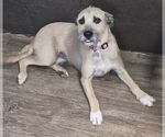 Small Border Terrier Mix