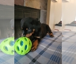 Small Photo #8 Rottweiler Puppy For Sale in SAN ANTONIO, TX, USA