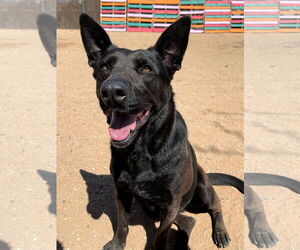 Lindsey - - Female Labrador Retriever Dog for Adoption - Photo #6