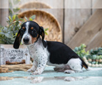 Small #1 Dachshund