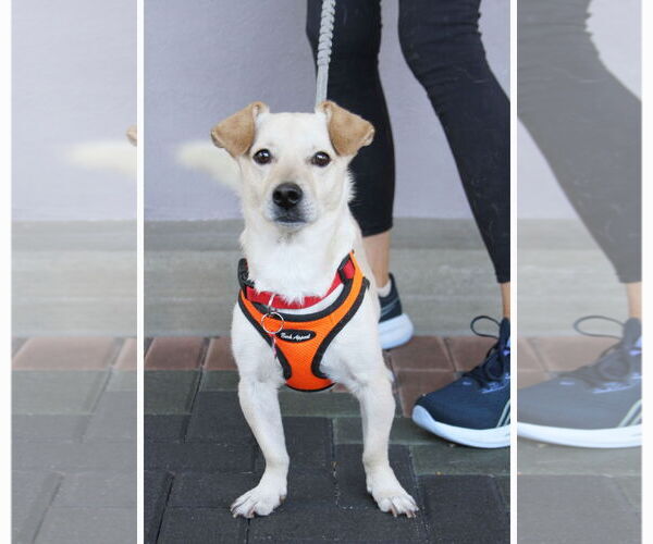 Medium Photo #10 Dorgi Puppy For Sale in Mission Viejo, CA, USA
