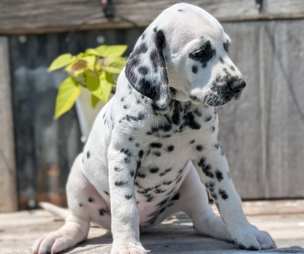 Medium Photo #48 Dalmatian Puppy For Sale in GOSHEN, IN, USA