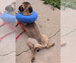 Small #3 Pug Mix