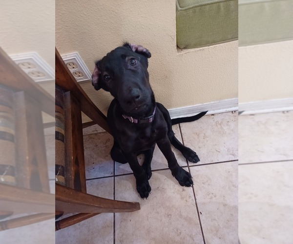 Medium Photo #5 German Shepherd Dog-Weimaraner Mix Puppy For Sale in PALMETTO, FL, USA