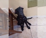 Small Photo #5 German Shepherd Dog-Weimaraner Mix Puppy For Sale in PALMETTO, FL, USA