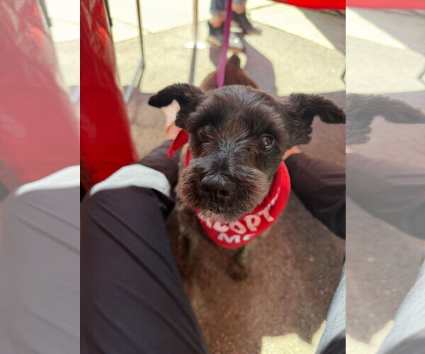 Medium Photo #7 Miniature Schnauzer-Unknown Mix Puppy For Sale in Grafton, WI, USA