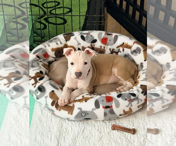 Medium Photo #1 Mutt Puppy For Sale in Spotsylvania, VA, USA