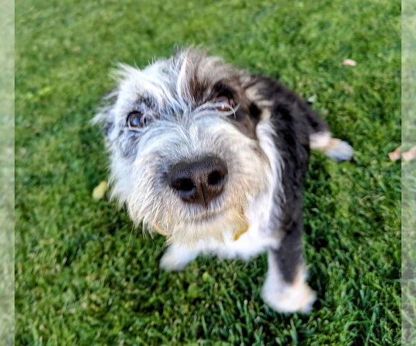 Medium Photo #10 Mutt Puppy For Sale in Sandy, UT, USA