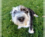 Small #9 Mutt