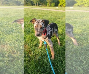 Mutt Dogs for adoption in Clinton , MI, USA