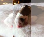 Small Photo #2 Olde English Bulldogge Puppy For Sale in AHTANUM, WA, USA