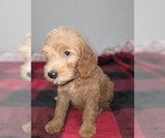 Small #13 Goldendoodle