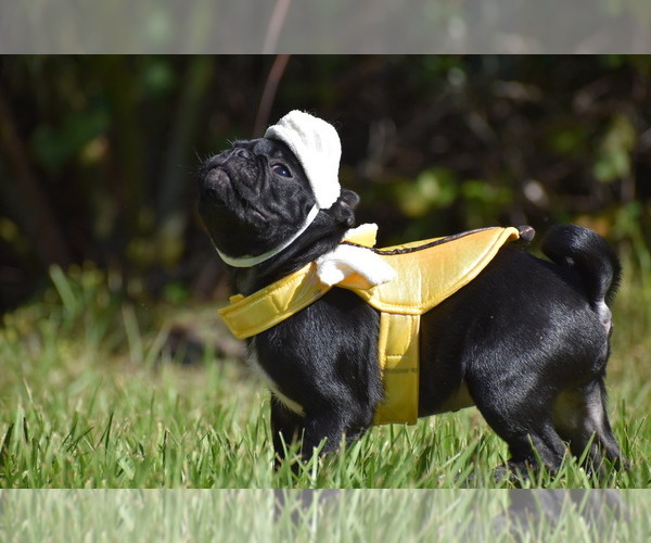 Medium Photo #6 Pug Puppy For Sale in PALM COAST, FL, USA