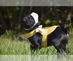 Scooby - Male Pug Puppy for Sale - Photo #6