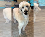 Small #3 Poodle (Standard)