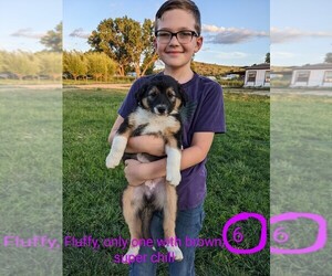 Australian Cattle Dog-Staffordshire Bull Terrier Mix Dogs for adoption in BLOOMFIELD, NM, USA