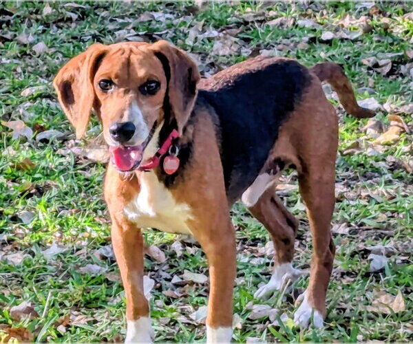 Medium Photo #11 Beagle Puppy For Sale in Dunnellon, FL, USA