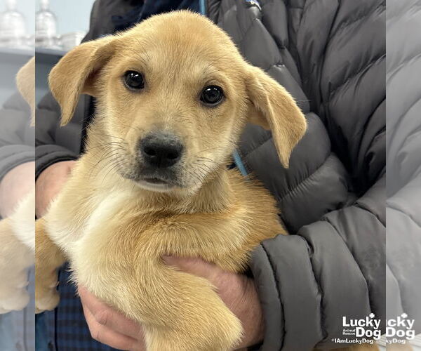 Medium Photo #2 Golden Retriever-Unknown Mix Puppy For Sale in Washington, DC, USA