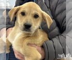 Small #1 Golden Retriever Mix