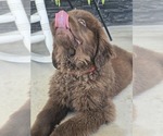 Small #3 Newfoundland