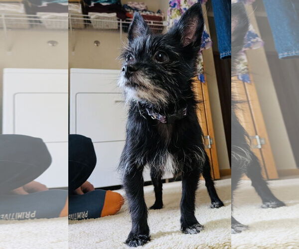 Medium Photo #1 Maltese-Unknown Mix Puppy For Sale in Princeton, MN, USA