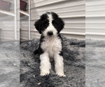 Small #2 Bernedoodle