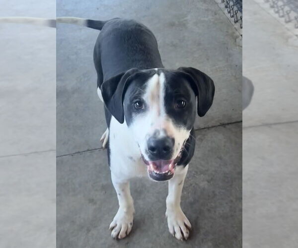 Medium Photo #8 Mutt Puppy For Sale in Bolivar, MO, USA