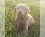 Small Photo #7 Labrador Retriever Puppy For Sale in DIETERICH, IL, USA