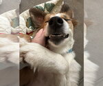 Small Photo #3 Collie-Unknown Mix Puppy For Sale in Springdale, PA, USA