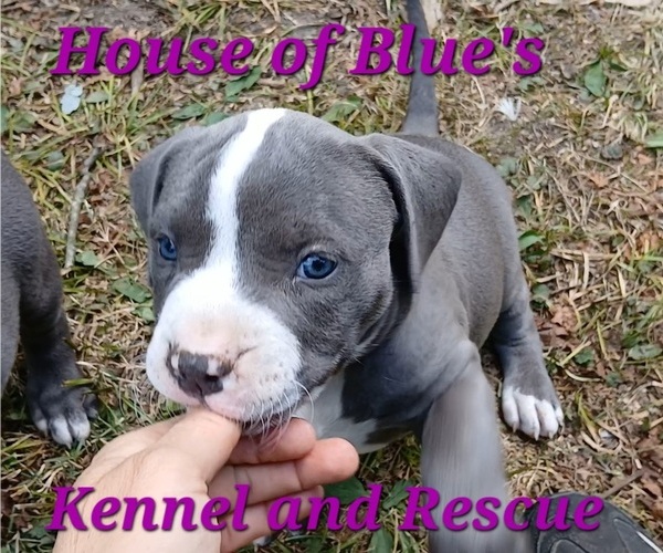 Medium Photo #5 American Pit Bull Terrier Puppy For Sale in DELAWARE, OH, USA