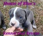 Small #4 American Pit Bull Terrier