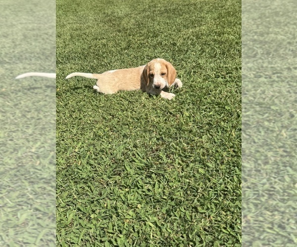 Medium Photo #1 Beagle Puppy For Sale in WOODBRIDGE, VA, USA