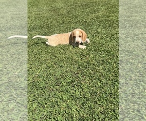 Beagle Litter for sale in WOODBRIDGE, VA, USA