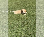 Small Beagle