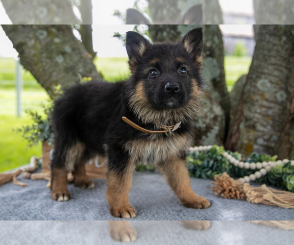 Medium Photo #3 German Shepherd Dog Puppy For Sale in SALEM, IN, USA