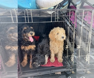 Goldendoodle-Poodle (Miniature) Mix Puppy for sale in WOONSOCKET, RI, USA
