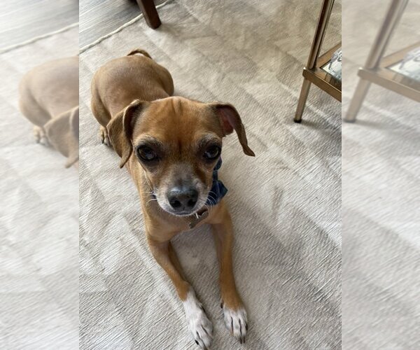 Medium Photo #2 Chihuahua-Unknown Mix Puppy For Sale in  Ramona, CA, USA