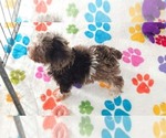 Small #13 Cockapoo (Toy)-Poodle (Toy) Mix
