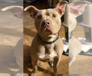 Mutt Dogs for adoption in Binghamton, NY, USA