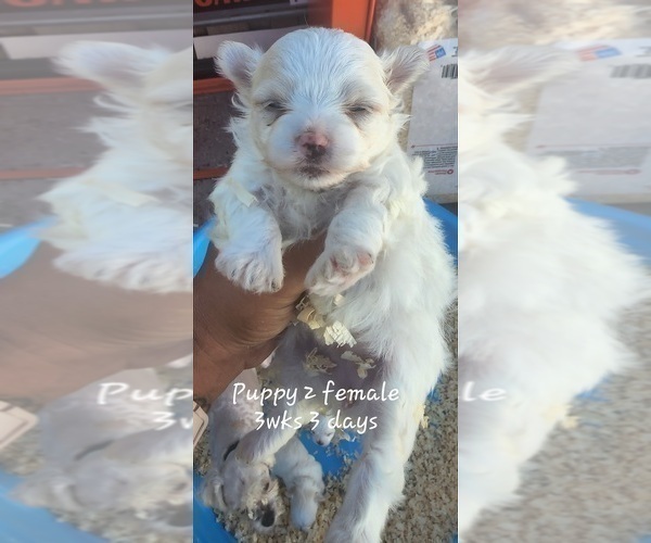 Medium Photo #2 Maltese Puppy For Sale in CLEARWATER, FL, USA