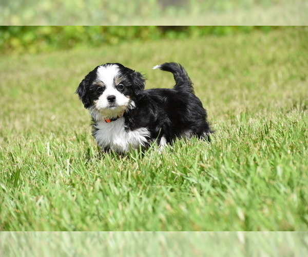 Medium Photo #4 Auss-Tzu Puppy For Sale in PALM COAST, FL, USA