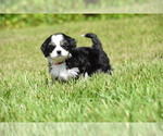 Small #3 Auss-Tzu