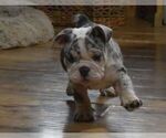 Small Photo #6 English Bulldog Puppy For Sale in MARSHFIELD, MO, USA