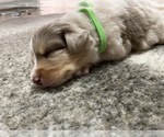 Small Photo #12 Australian Shepherd Puppy For Sale in GILBERT, AZ, USA